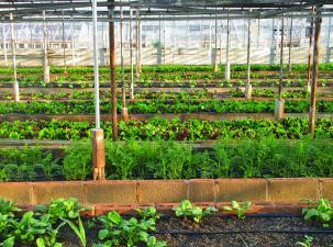 Bright image of vegetables growing in multiple rows in a greenhouse
