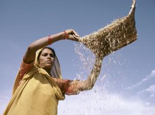 Female farmer sifts grain under the hot sun