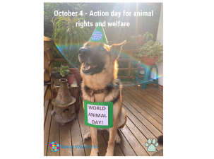 A happy German Shepard dog sits in the sun on a deck wearing a party hat celebrating World Animal Day