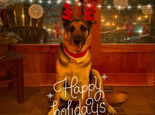 A German Shepard dog sits infront of a decorated window wearing reindeer antlers for Christmas
