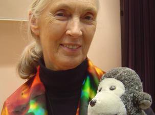 Jane Goodall is holding her toy monkey "Mr. H", which accompanies her during travel. Jane Goodall is a famous animal scientist for studying chimpanzees.