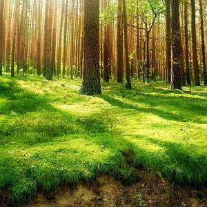 Beautiful view of a forest with the sunlighth shining through the trees over bright green grass