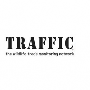 Black logo Traffic which is written in large bold letters and underneath are the words wildlife trade monitoring network