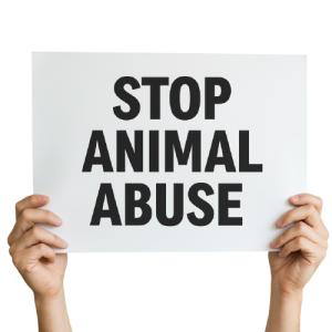 A close-up image of two hands holding a rectangular protest sign that says “STOP ANIMAL ABUSE” in bold black capital letters. The background is plain white.