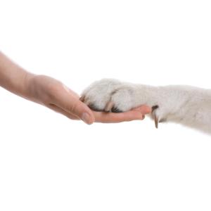Dog giving paw to woman in close-up against white background.