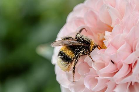 Close up of  a black and yellow striped bee covered in pollen sitting on a pale pink flower