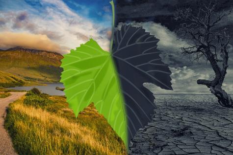An image divided in two depicting the consequences of climate change. On the left side we have a green mountain with a lake. On the right side the image is all grey, it shows the other side of the picture, the water has dried up and there is a dead tree in the foreground. There is nothing left alive. In the centre of the image is a leaf. On one half it is green and alive, the other it is dead and grey.