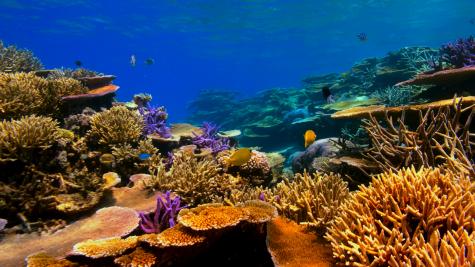 Colourful underwater scene with lots of coral plants in the foreground and a few fish in the background