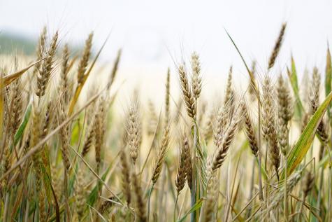Close up of wheat crops growing in a field infront of a blurry pale sky