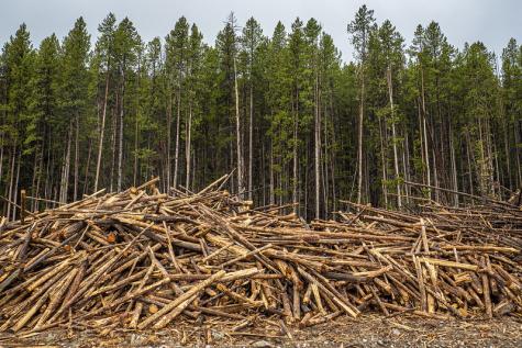 A huge pile of logged trees lie on the groud infront of the remaining trees which are still standing