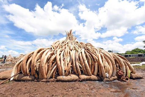 A huge pile of illegal white ivory (cut off elephant tusks) sit waiting to be burned