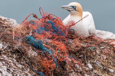 A white seabird is sitting on a rocky shoreline surrounded by red and blue plastic fishing nets and other debris.