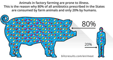 Infographic detailing the percentage of antibiotics consumed by farm animals in America compared to the intake of humans. Eighty percent of all antibiotics prescribed in the country are consumed by farm animals and only 20% by humans