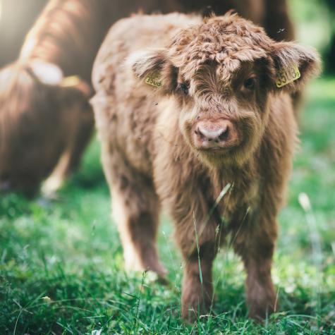 A very cute and fluffy brown calf looks into the camera