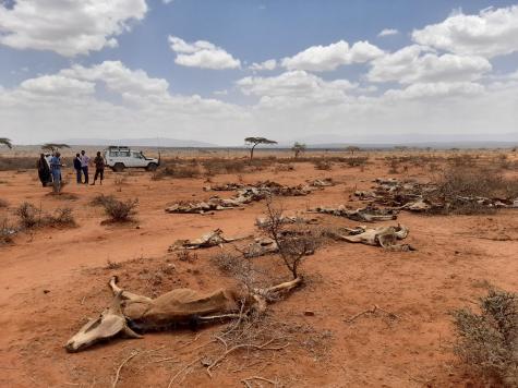 Skeletons of livestock lie on the desert floor after a severe drought in Ethiopia