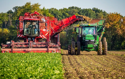 Two men operate a huge red machine which is harvsting potatoes in a large field and throwing them into a green tractor which is moving alongside it