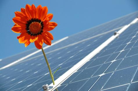 An orange sunflower pokes up between two solar panels under a clear blue sky