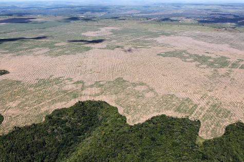 Ibama and the Federal Police are fighting a criminal group responsible for illegally extracting and trading wood from the Gurupi Biological Reserve and the Caru and Alto Turiaçu Indigenous Lands, in Maranhão.
