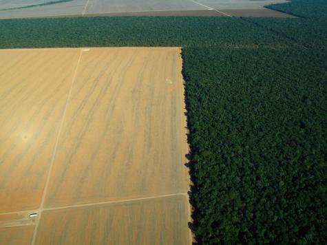 A huge forest clearing in the Amazon rainforest is shown from above. A large square has been stripped away and is in sharp contrast to the green lush vegetation beside it.
