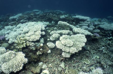 Coral bleaching in Chagos, dead white and grey coral sits at the bottom of the ocean with no marine life in sight.