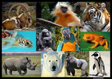 Graphic displaying the following endangered species - Polar bear, white rhino, jackass penguin, tiger, western lowland gorilla, golden toad (extinct), nubian ibex, loggerhead sea turtle, chimpanzee, blue-throated macaw, and the golden langur