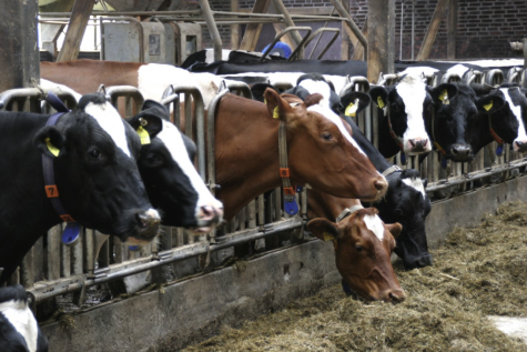 Many cows are in a barn, they are eating food through metal bars.