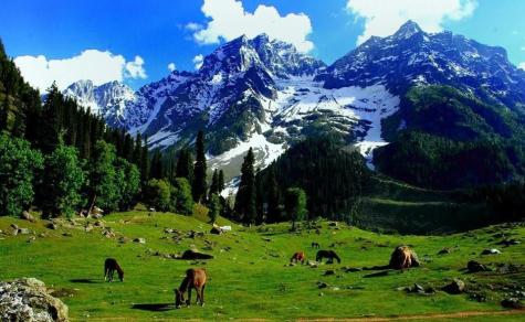 This picture was taken in Kashmir at a beautiful sunny day showing trees and snow covered peaks.