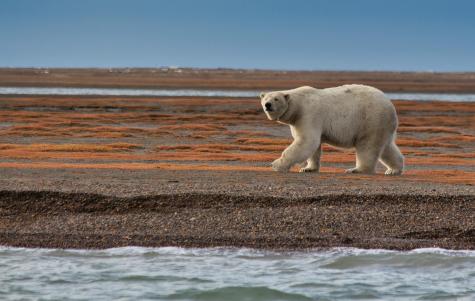 A polar bear walks on shore.