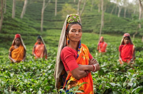 Five women wearing bright orange traditional dress stand in a tea plantation where they work.