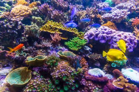 Vibrant coral reef teeming with colorful fish, including yellow tangs and orange goldfish, surrounded by diverse coral formations.