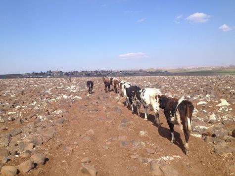 An image taken in Turkey shows a line of thin cattle walking towards an urban area. The field is barren with no sign of life.