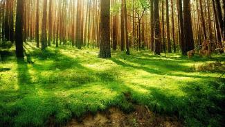 Beautiful view of a forest with the sunlighth shining through the trees over bright green grass