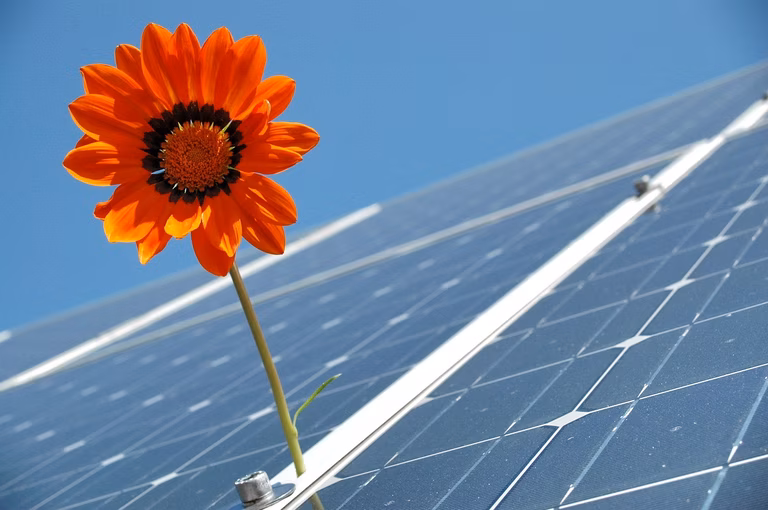 An orange sunflower pokes up between two solar panels under a clear blue sky