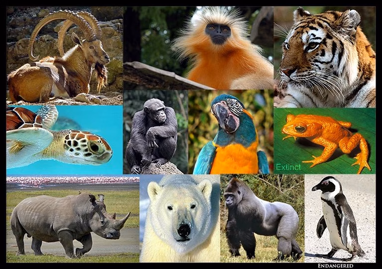 Graphic displaying the following endangered species - Polar bear, white rhino, jackass penguin, tiger, western lowland gorilla, golden toad (extinct), nubian ibex, loggerhead sea turtle, chimpanzee, blue-throated macaw, and the golden langur